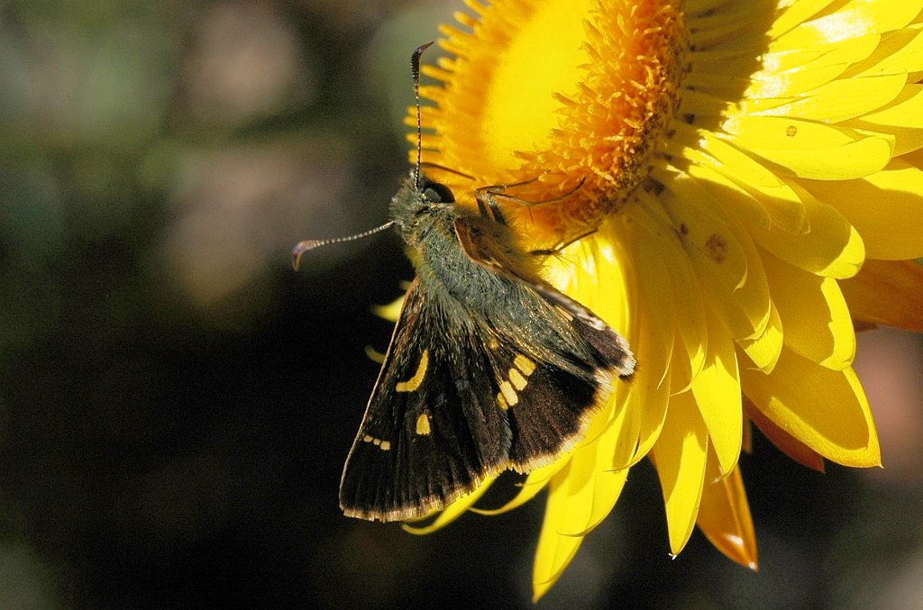 096 Skipper, Large Dingy, 2008-01296163b Canberra, AU.JPG - Large Dingy Skipper (Toxidia peron) Butterfly. Australian National Botanic Gardens, Canberra, AU, 1-29-2008